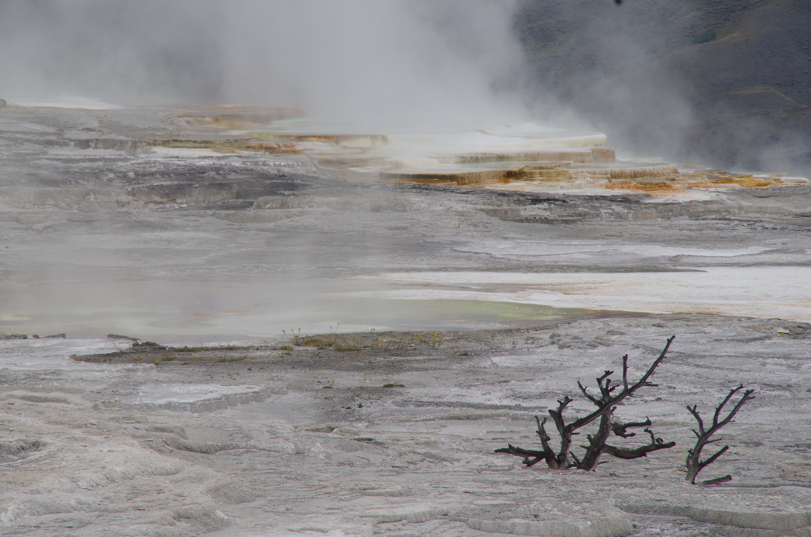 Mammoth Hot Springs, Yellowstone Nationalpark