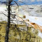 Mammoth Hot Springs - Yellowstone Nationalpark