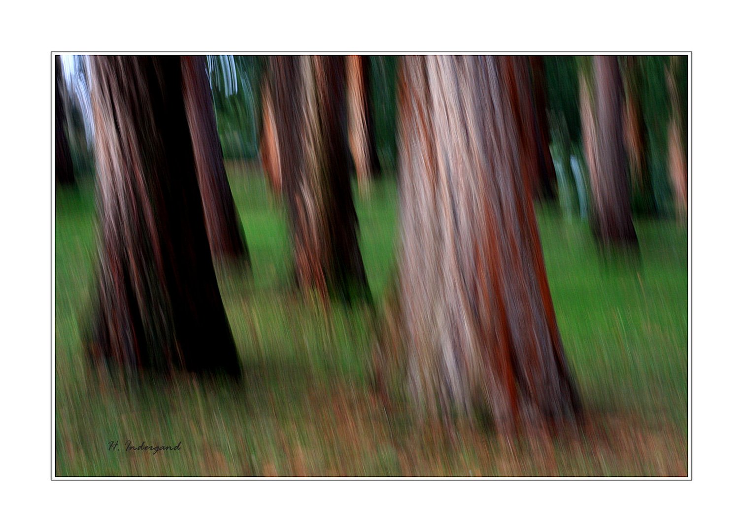 mammoth trees