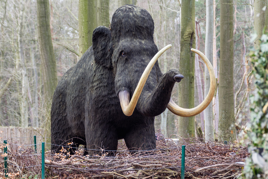 Mammut Foto & Bild | deutschland, europe, mecklenburg- vorpommern