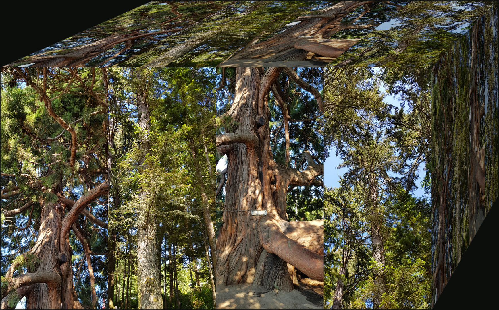 Mammut Bäume auf Vancouver Island