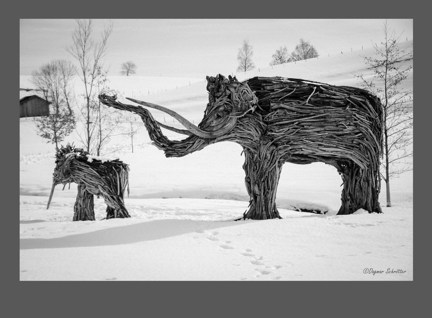 Mammut Es Gibt Sie Doch Foto Bild Spezial Schnee Natur