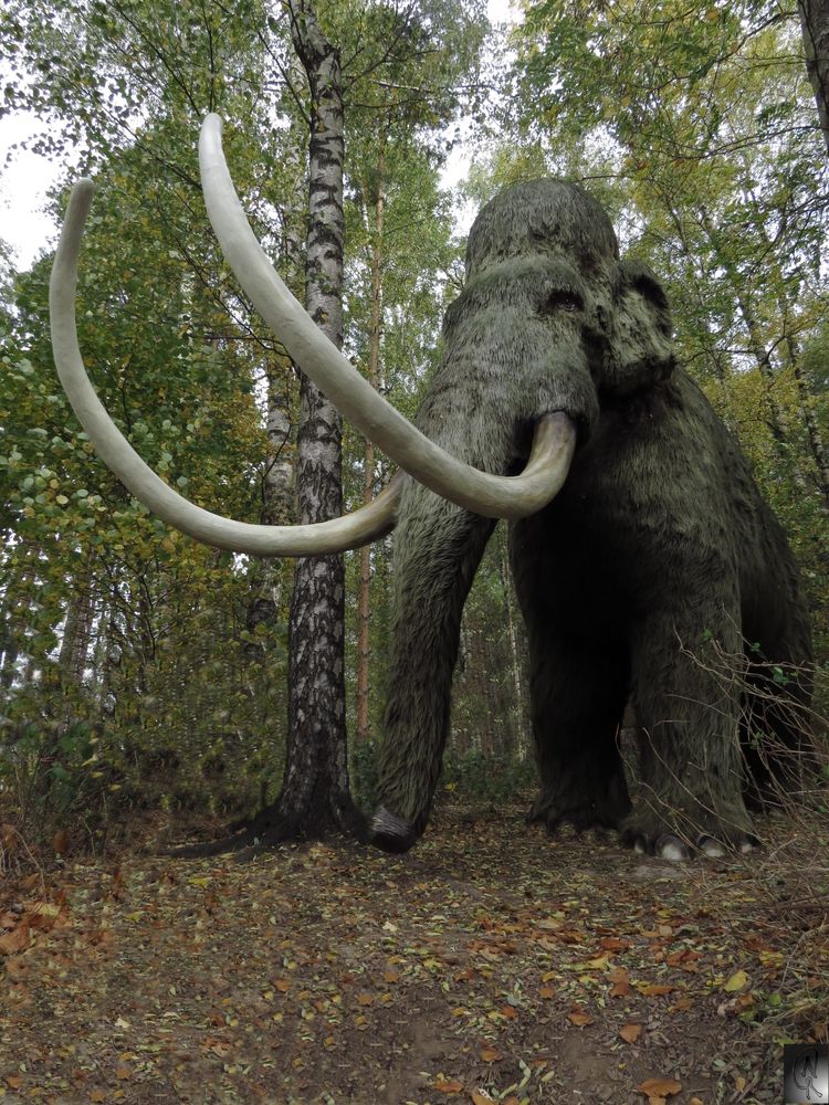 Mammut Foto Bild Tiere Wildlife Wildlife Sonstige Tiere