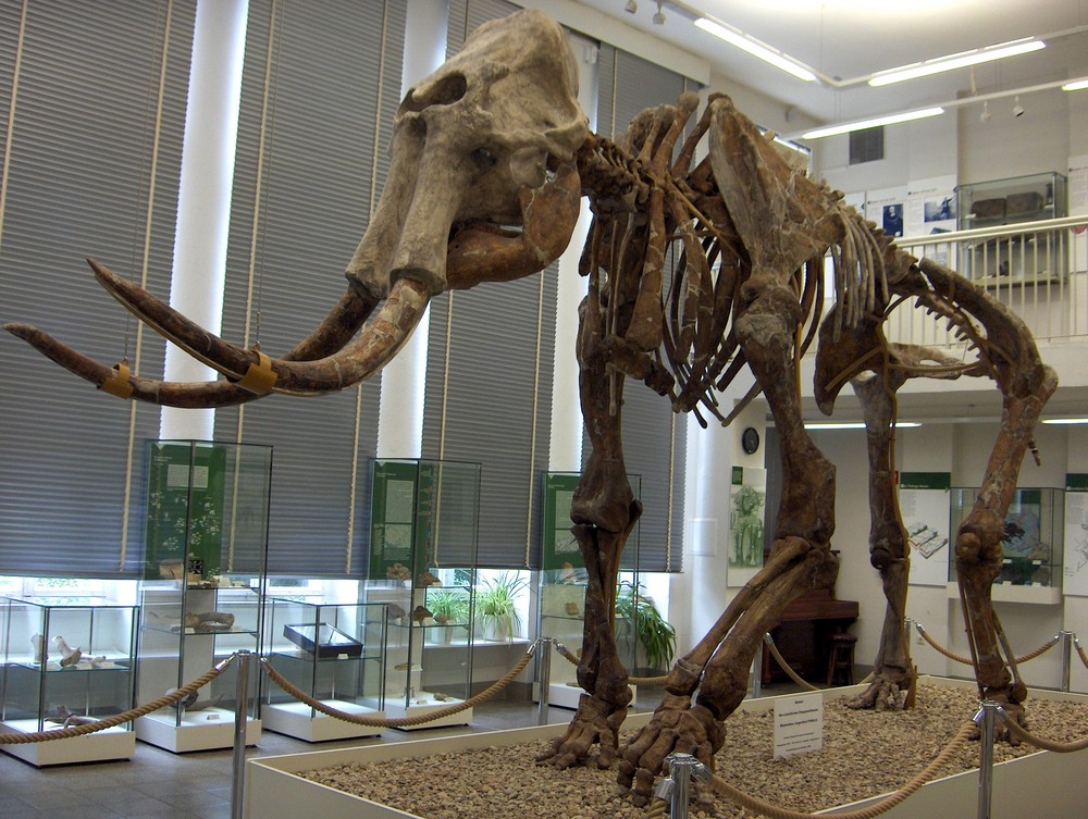 Mammut im Museum Sangerhausen