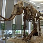 Mammut im Museum Sangerhausen