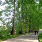 Mammutallee auf der Insel Mainau