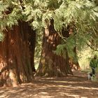 Mammutbäume bei Landstuhl