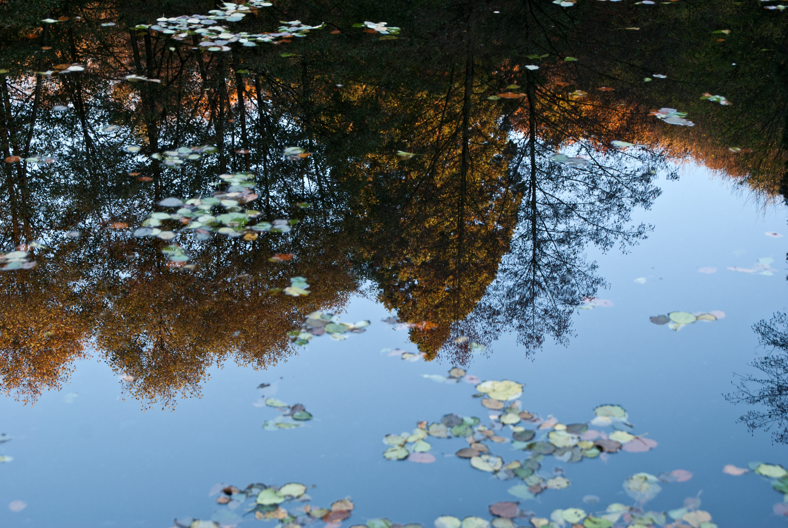 Mammutbäume im Herbst