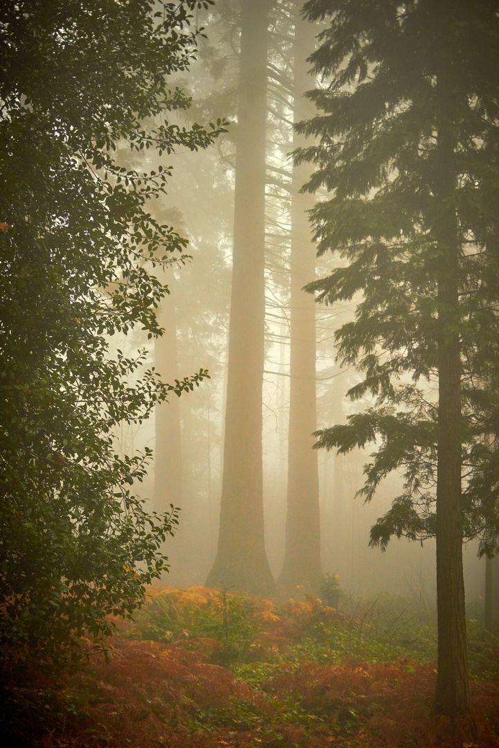 Mammutbäume im Nebel