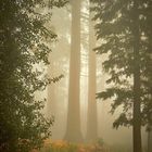 Mammutbäume im Nebel
