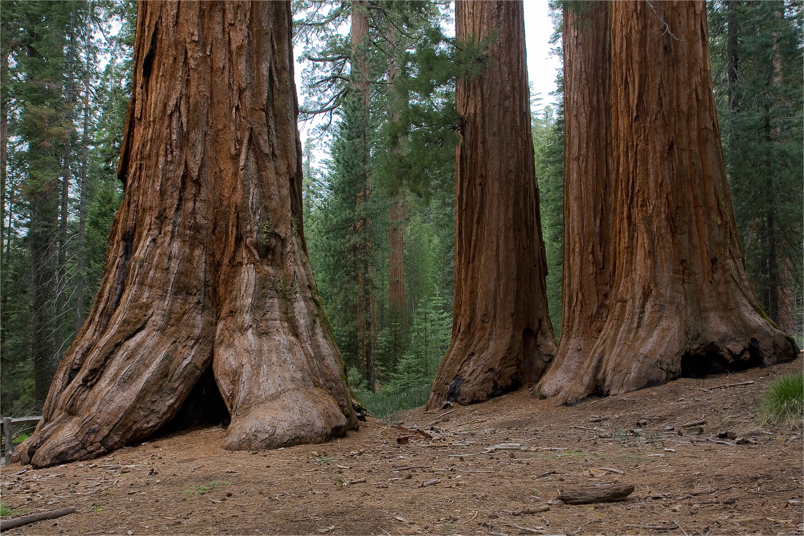 Mammutbäume im Yosemite NP Foto & Bild | usa, world, bäume Bilder auf
