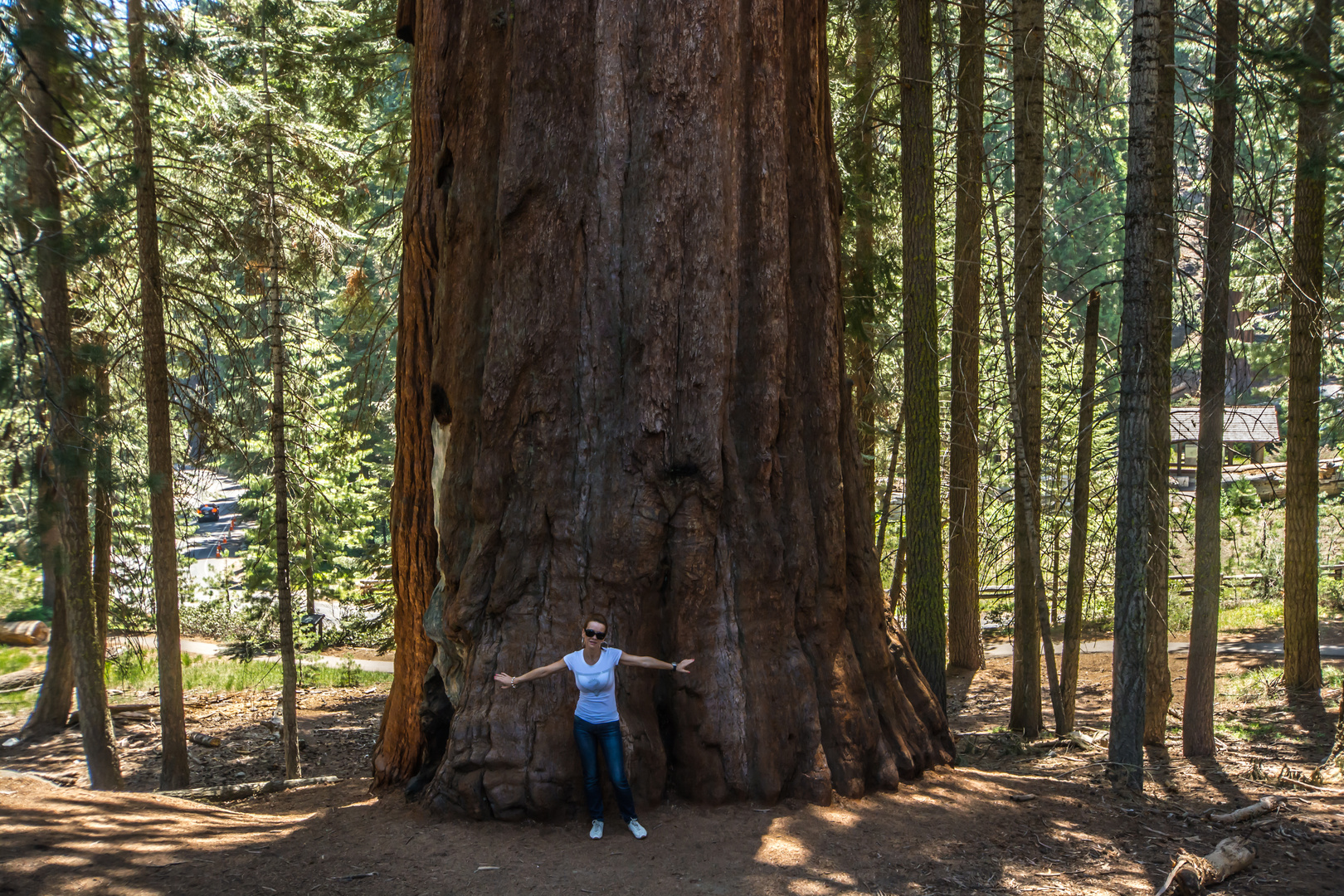 Mammutbäume - Überlebende aus prähistorischer Zeit - Sequoia National Park - Juni 2014