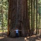Mammutbäume - Überlebende aus prähistorischer Zeit - Sequoia National Park - Juni 2014