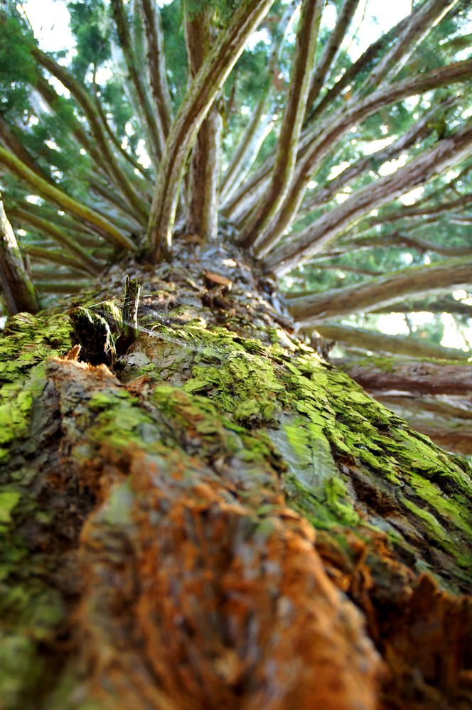 Mammutbaum auf der Insel Mainau