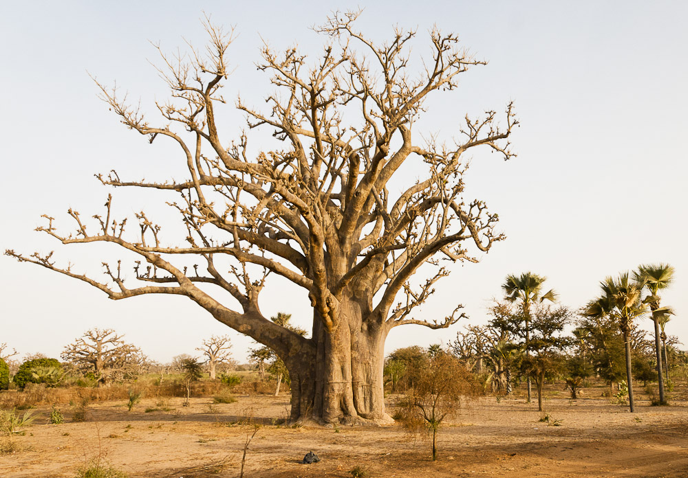 Mammutbaum (Baobab)