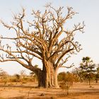 Mammutbaum (Baobab)