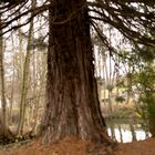 Mammutbaum im Schlossgarten Sickingen