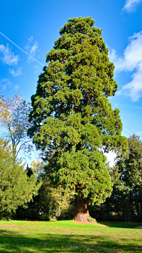 Mammutbaum im Schlosspark Kirchheimbolanden 
