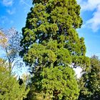 Mammutbaum im Schlosspark Kirchheimbolanden 