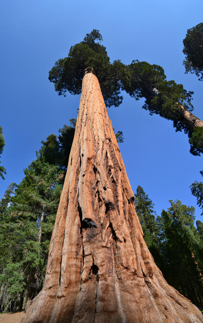 Mammutbaum im Sequoia NP März 2013