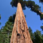 Mammutbaum im Sequoia NP März 2013