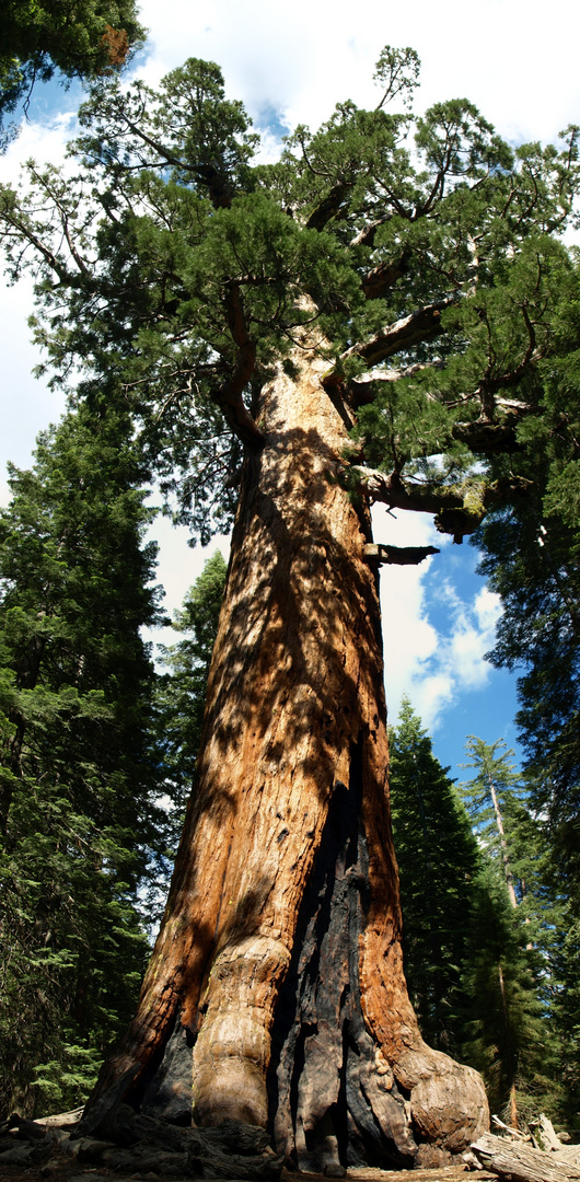 Mammutbaum im Yosemite Nationalpark