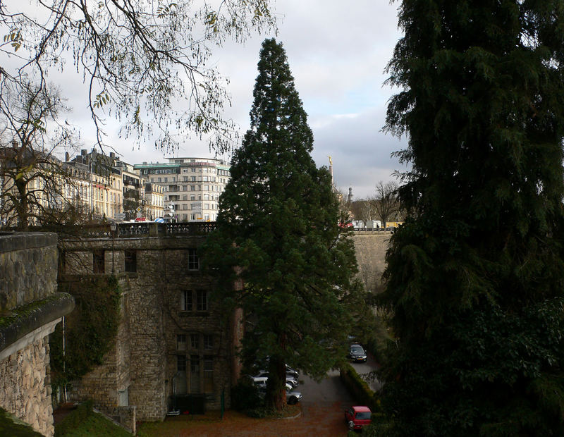 Mammutbaum in Luxemburg