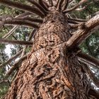 Mammutbaum Schlosspark Erftstadt Liblar