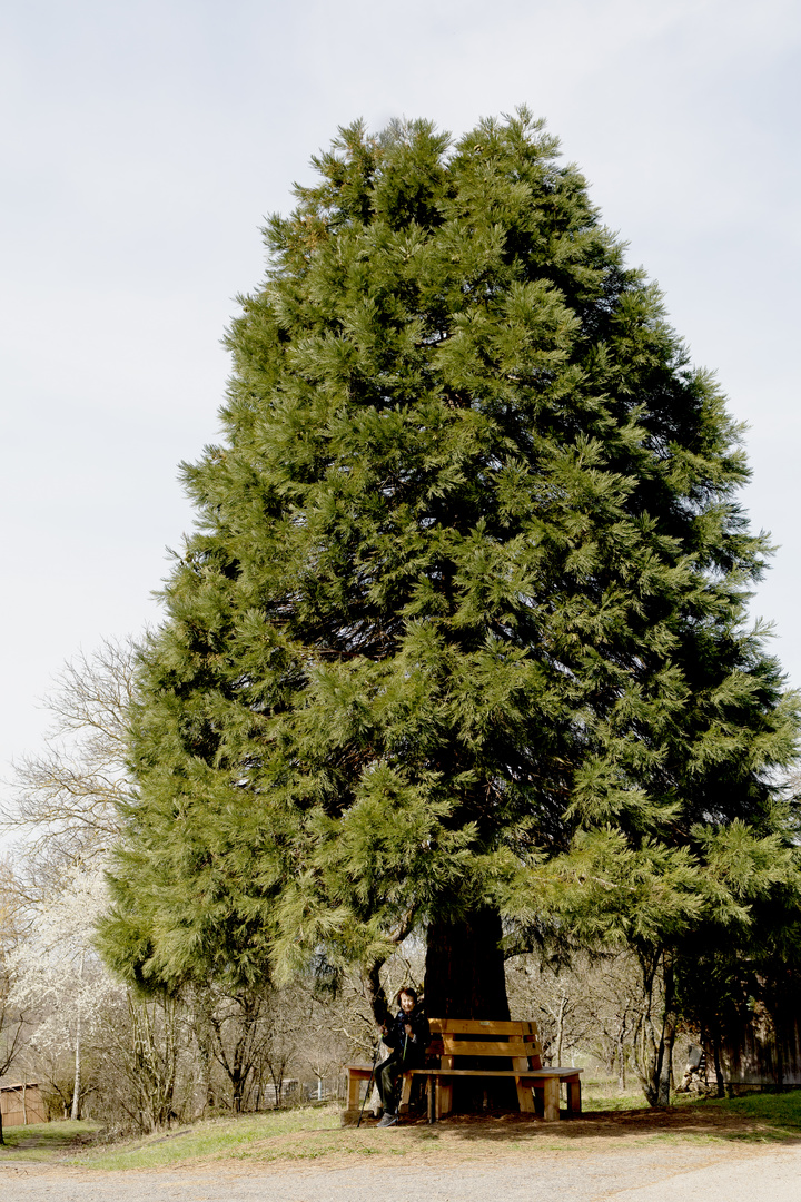 Mammutbaum (Sequoia gigantea)