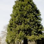 Mammutbaum (Sequoia gigantea)