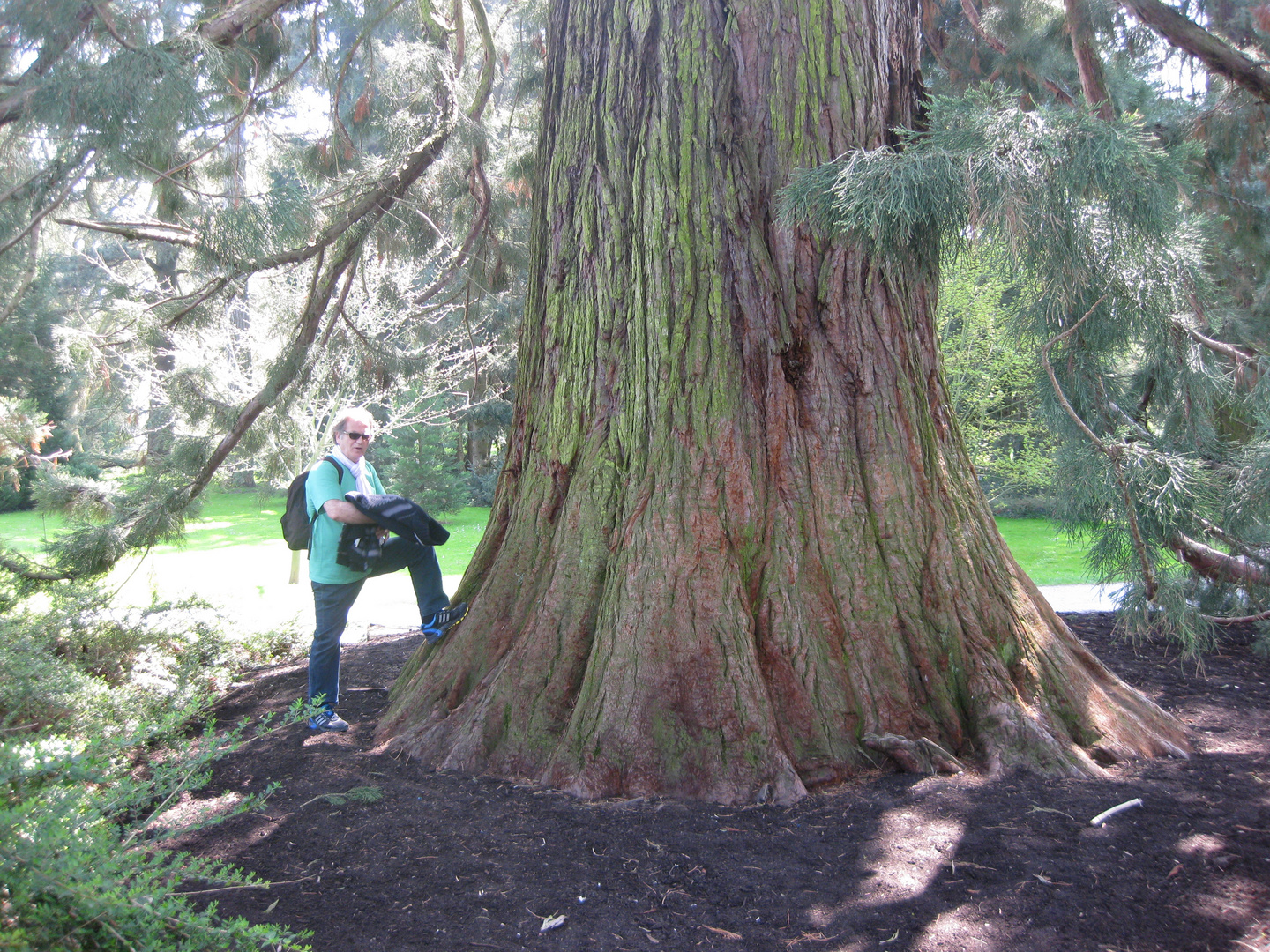 Mammutbaum Sequoiadendron giganteum (Insel Mainau)