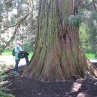 Mammutbaum Sequoiadendron giganteum (Insel Mainau)