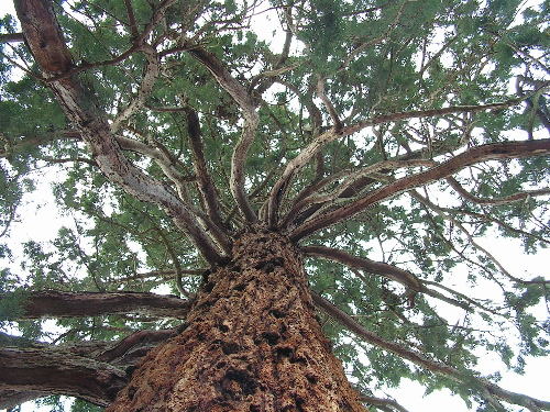 Mammutbaum von unten