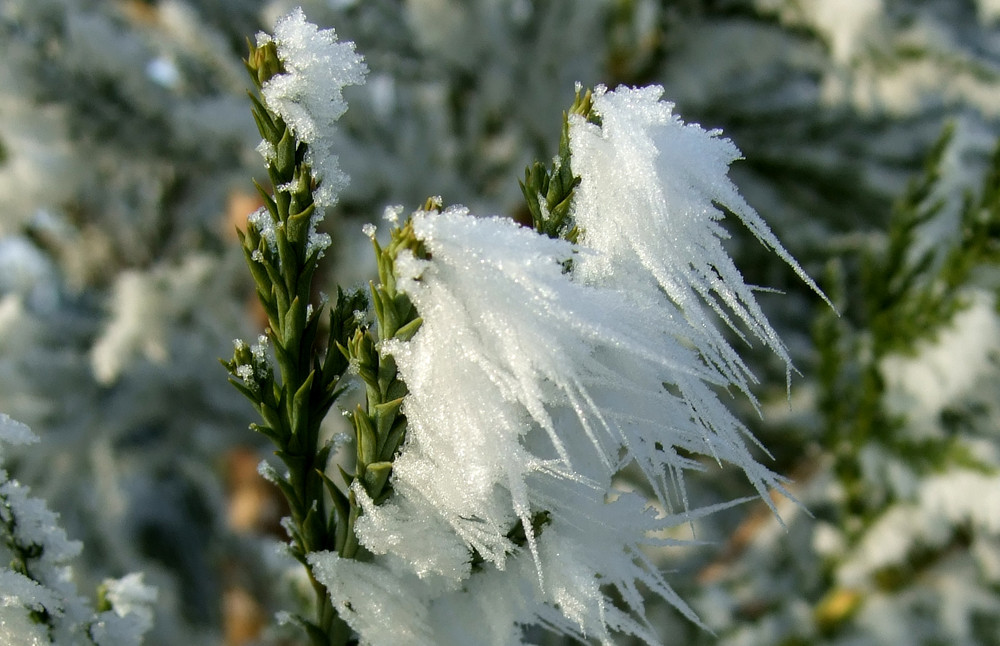 Mammutbaum (Winterdetail)