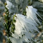 Mammutbaum (Winterdetail)