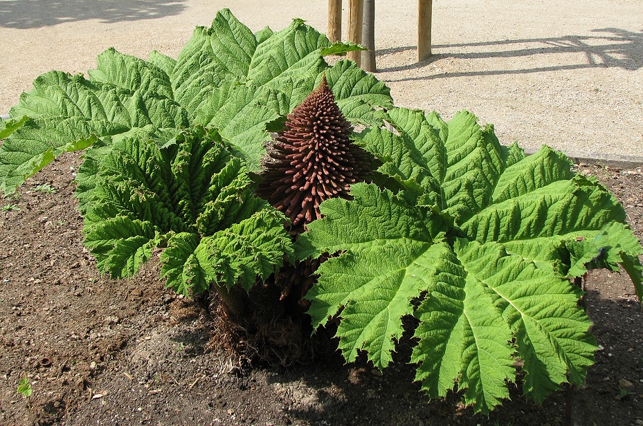 Mammutblatt Foto & Bild jahreszeiten, frühling, geklicktes Bilder auf