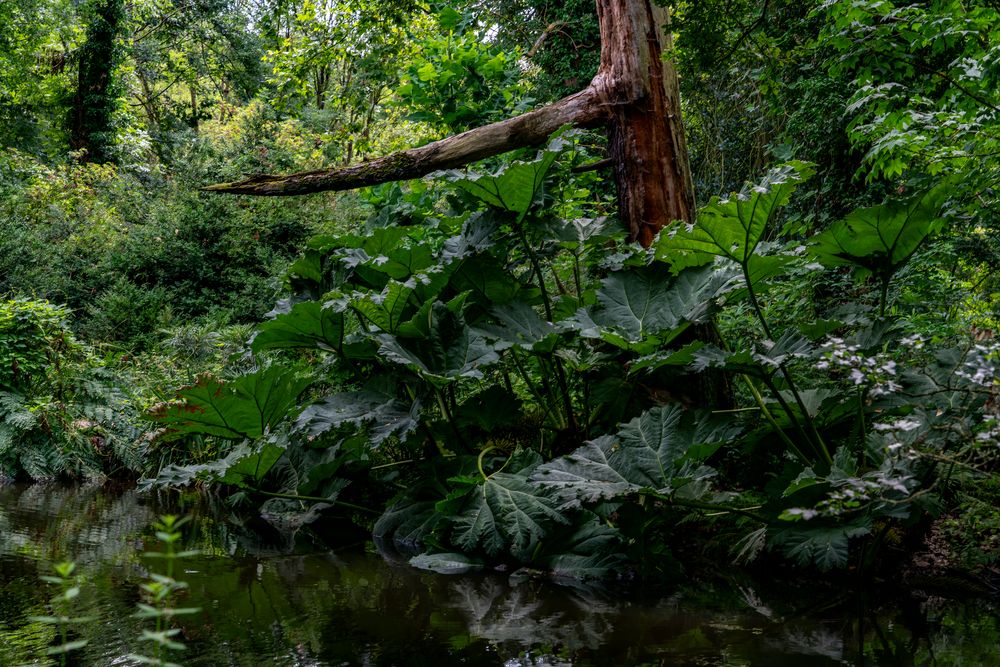 Mammutblatt (Gunnera)