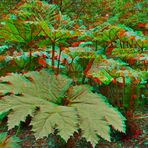 Mammutblatt (Gunnera manicata) (3D für Rot/Cyan Brille)