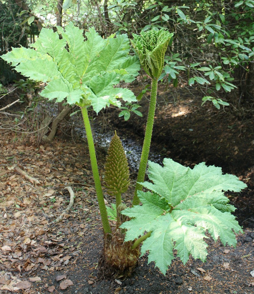 Mammutblatt(Gunnera )