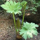 Mammutblatt(Gunnera )