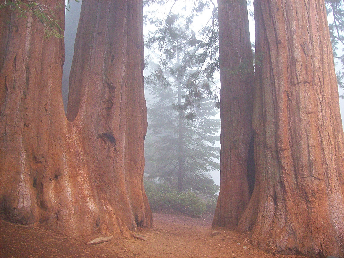 Mammuths im Nebel