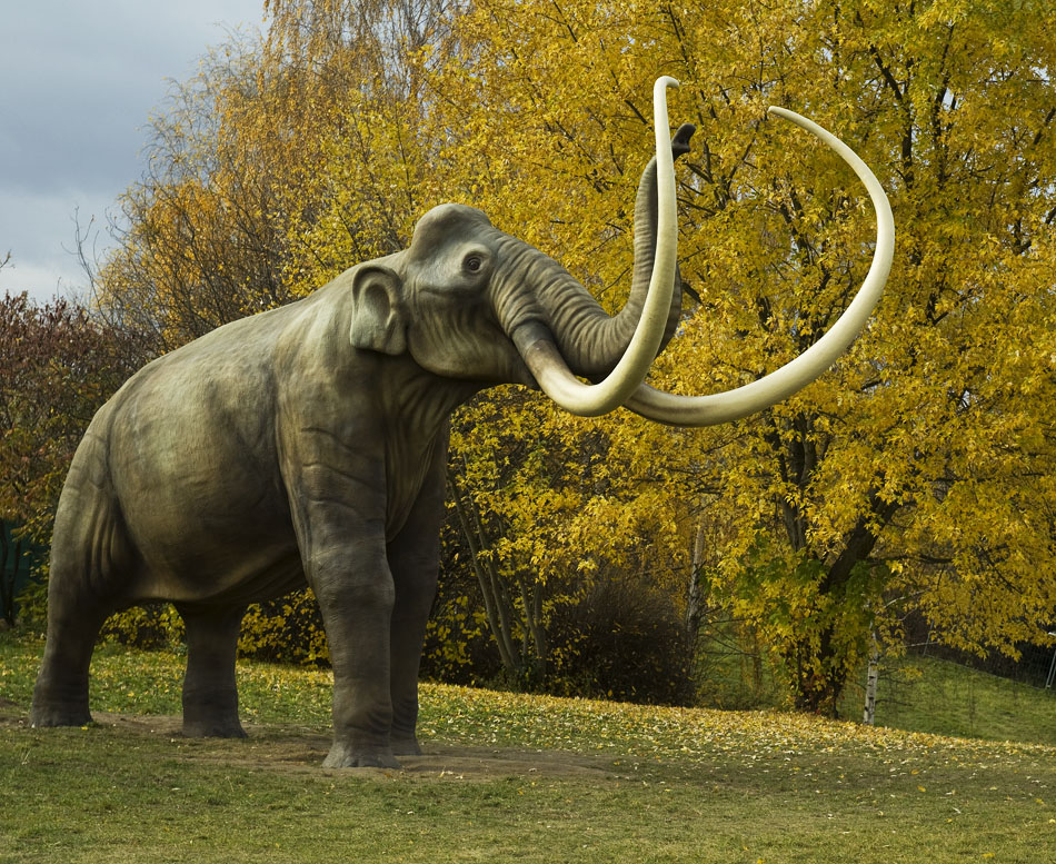 MAMMUTHUS IMPERATOR Foto & Bild sonstiges Bilder auf