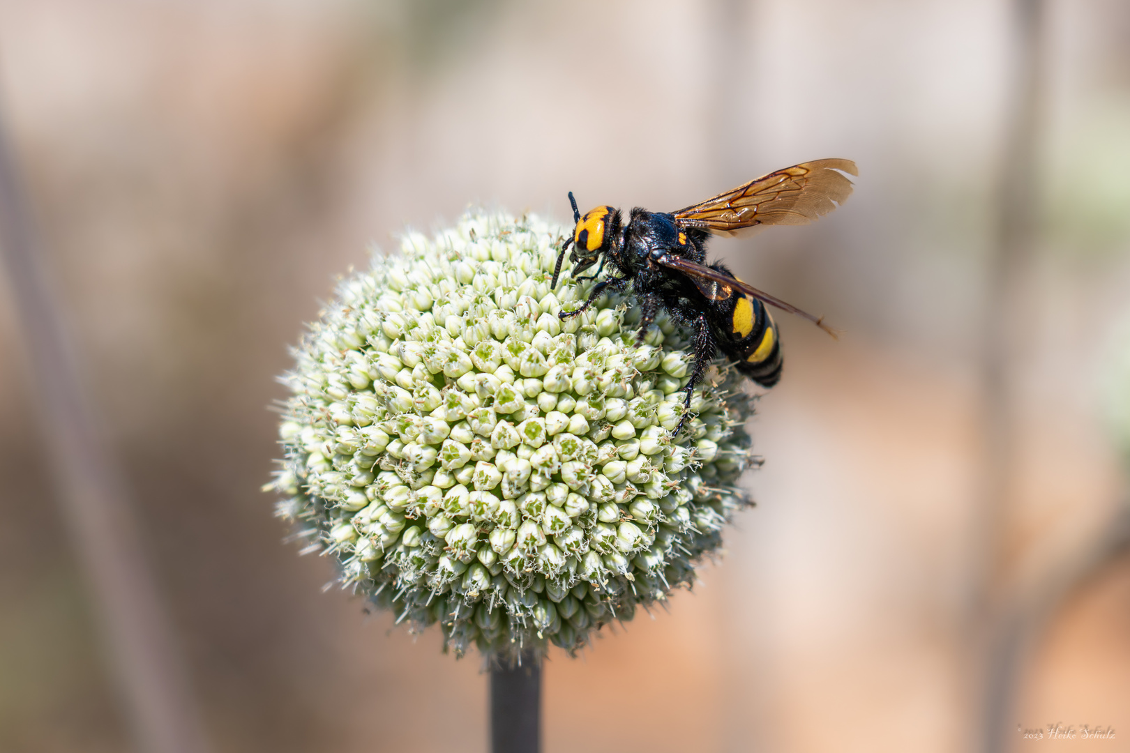 Mammutwespe - Megascolia maculata - 