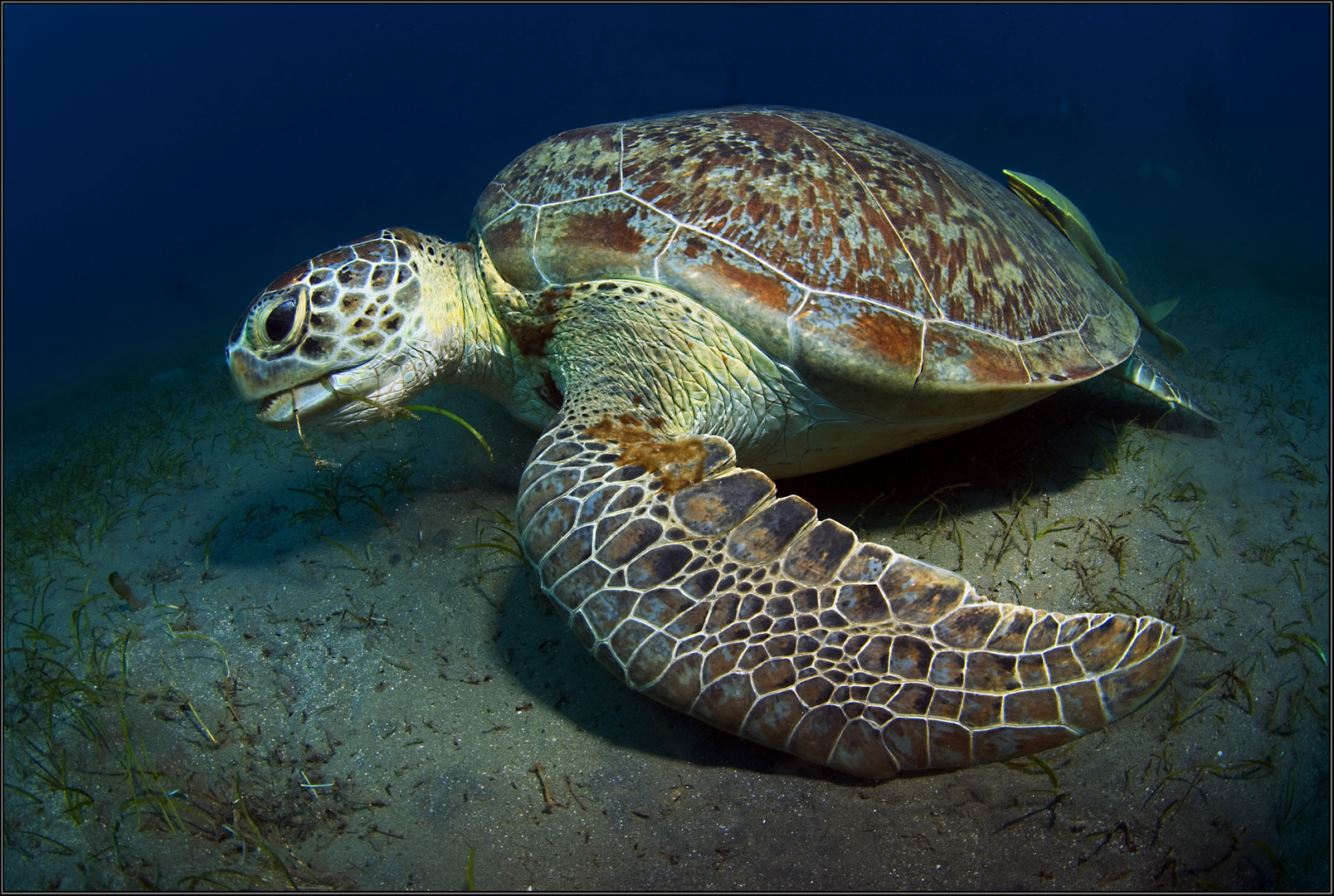 Mampf Foto & Bild unterwasser, uwsalzwasser, naturkreativ Bilder
