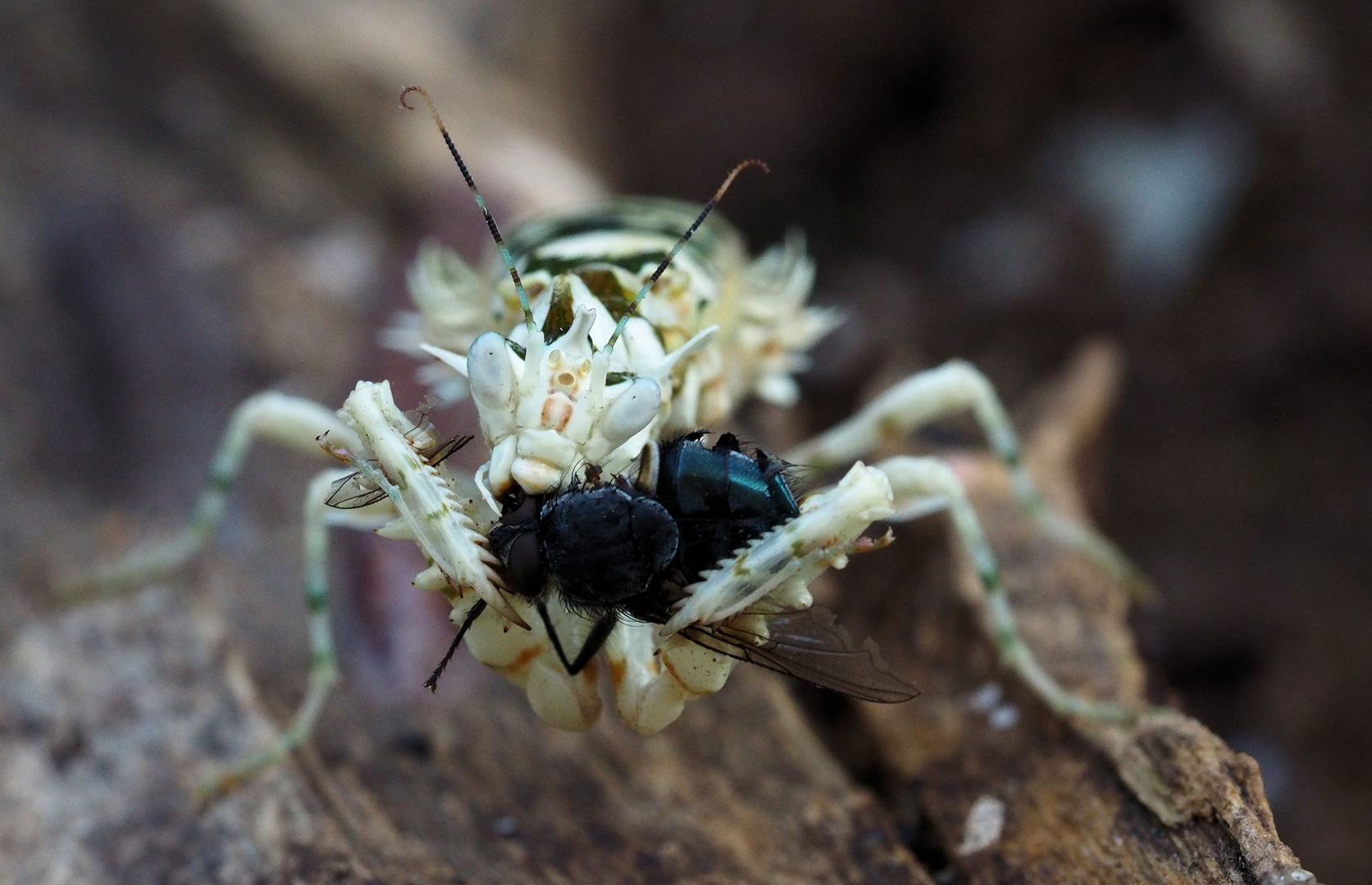 Mampf... Foto & Bild natur, insekt, insekten Bilder auf