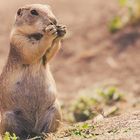 Mampfen bis der Arzt kommt 