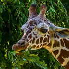 Mampfende Giraffe