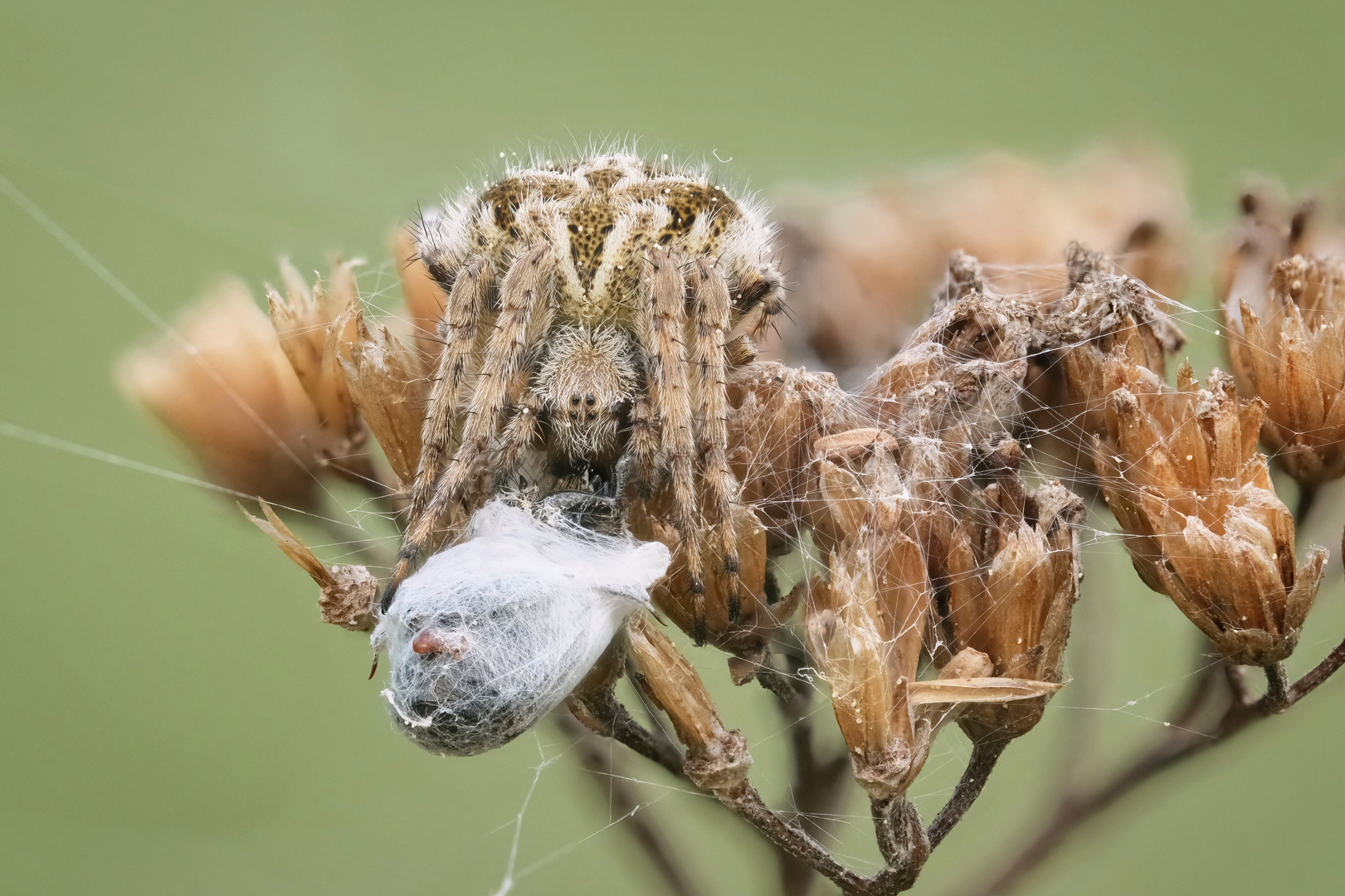 Mampfende Kreuzspinne