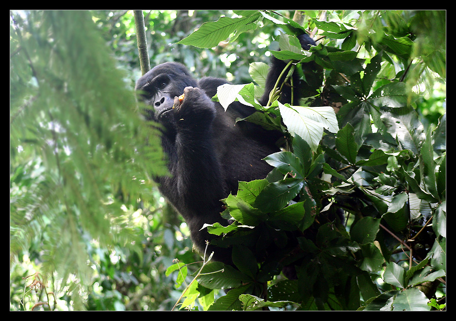 Mampfender Gorilla, Bwindi NP, Uganda