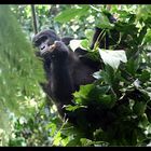 Mampfender Gorilla, Bwindi NP, Uganda